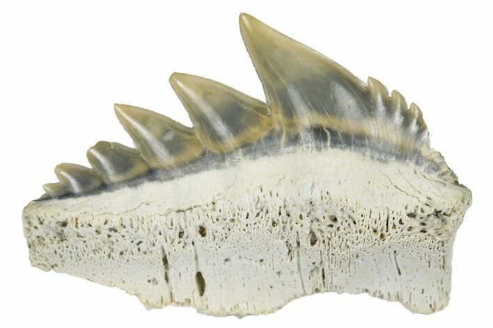 Fossil Cow Shark (Notorhynchus) Tooth - Aurora, NC #184311